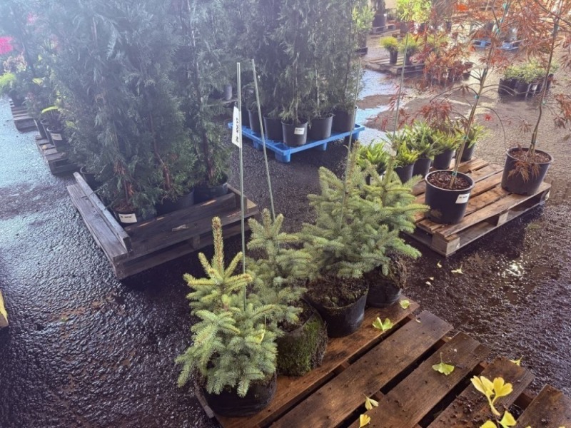 Baby Blue Eyes Colorado Spruce, Qty. 4