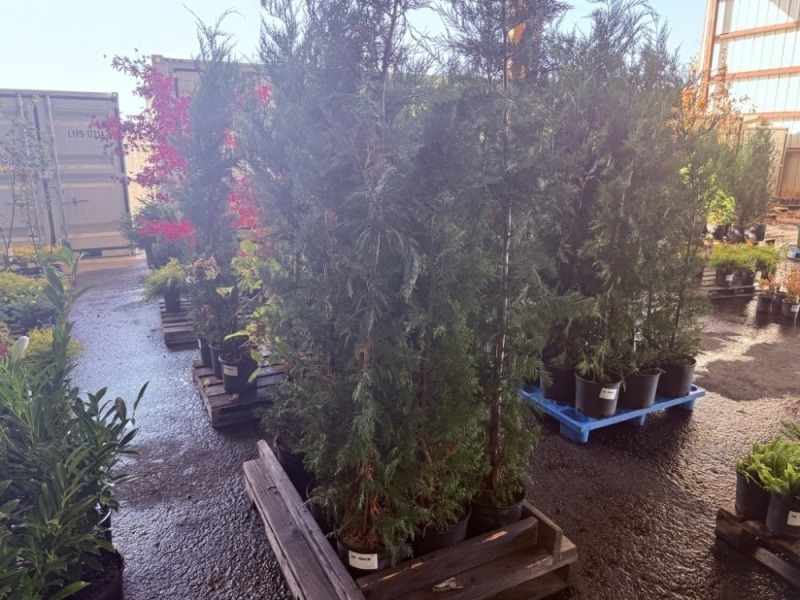 Leyland Cypress, Qty. 10