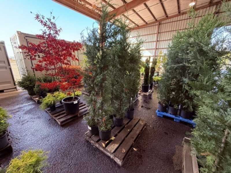 Leyland Cypress, Qty. 6