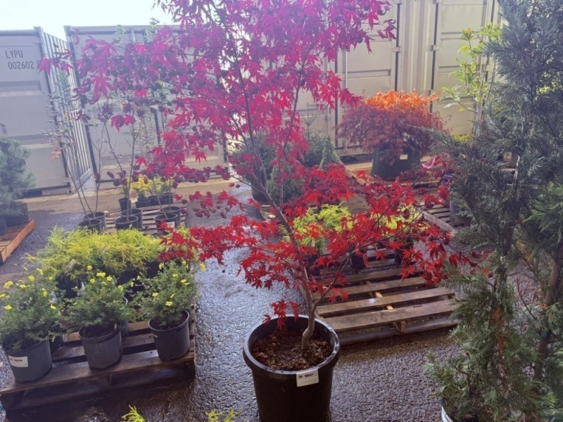 Bloodgood Japanese Maple