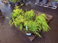 Kings Gold Threadbranch Cypress, Qty. 6
