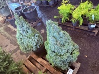 Sanders Blue Alberta Spruce, Qty. 2