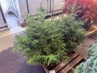 Oriental Spruce, Qty. 2