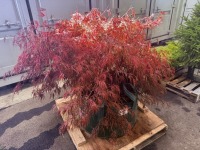 Red Dragon Japanese Maple