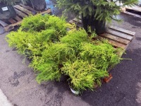 Kings Gold Threadbranch Cypress, Qty. 10
