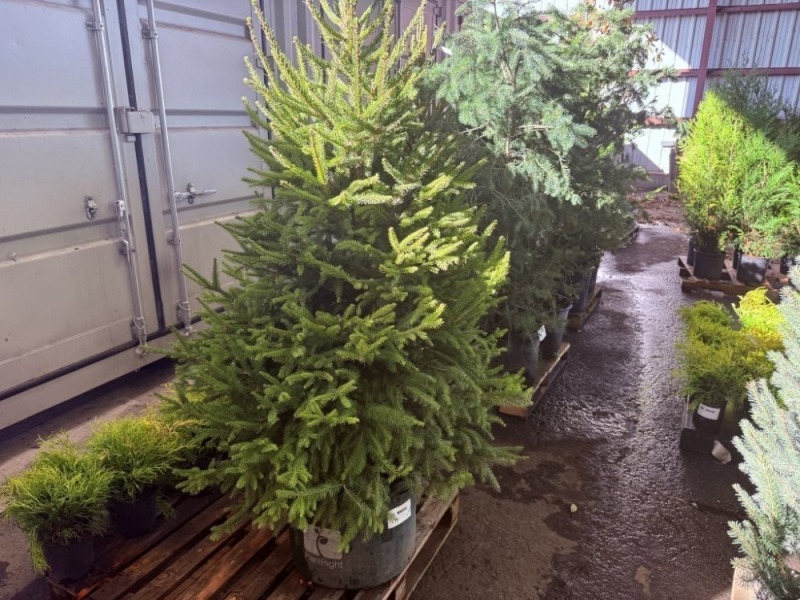 Norway Spruce