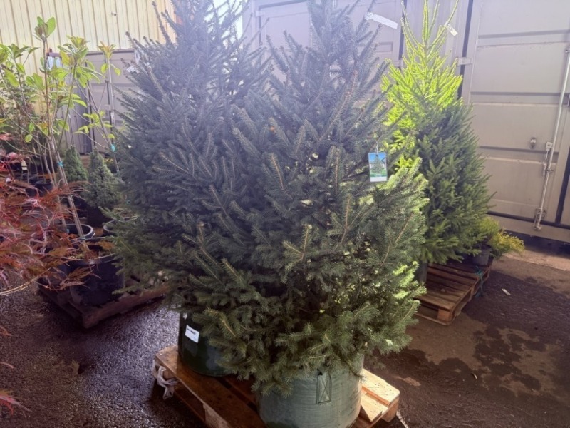 Norway Spruce, Qty. 2