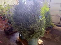 Norway Spruce, Qty. 2