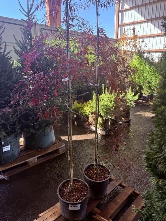 Tamukeyama Japanese Maple, Qty. 2