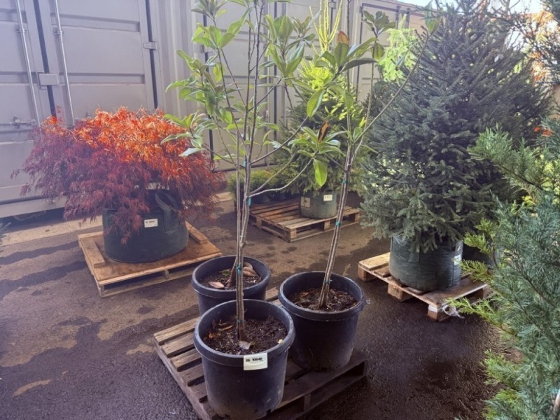 Evergreen Magnolia, Qty. 3