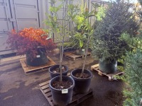 Evergreen Magnolia, Qty. 3