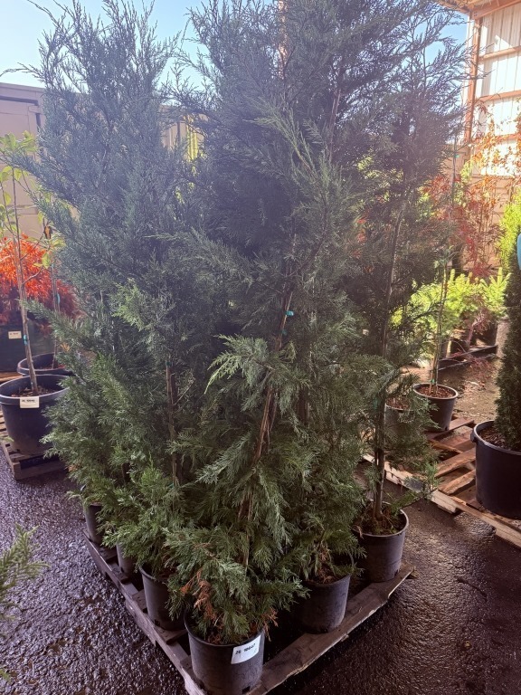 Leyland Cypress, Qty. 12