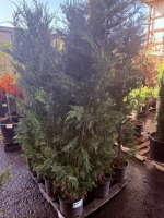 Leyland Cypress, Qty. 12