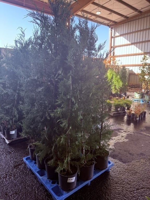 Leyland Cypress, Qty. 12