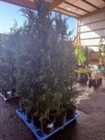 Leyland Cypress, Qty. 12