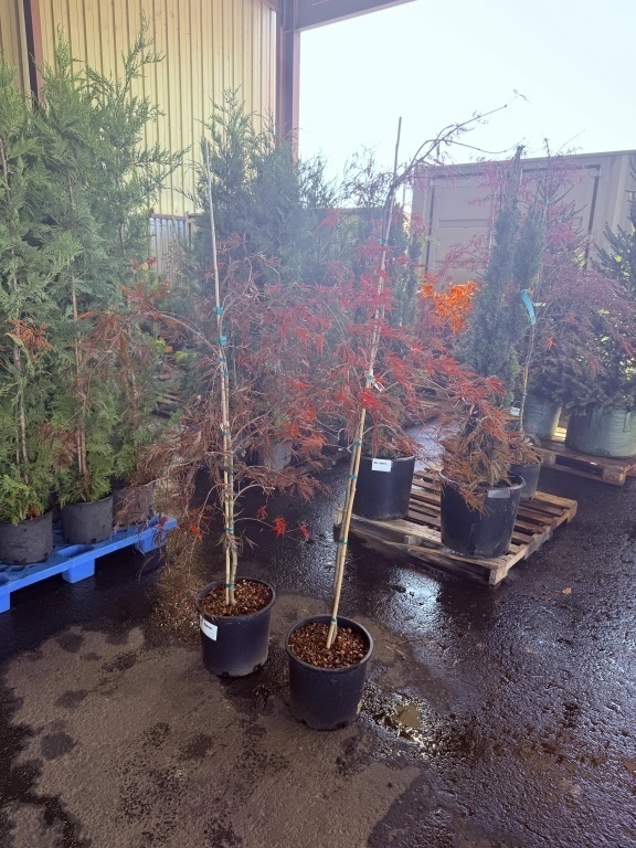Tamukeyama Japanese Maple, Qty. 2