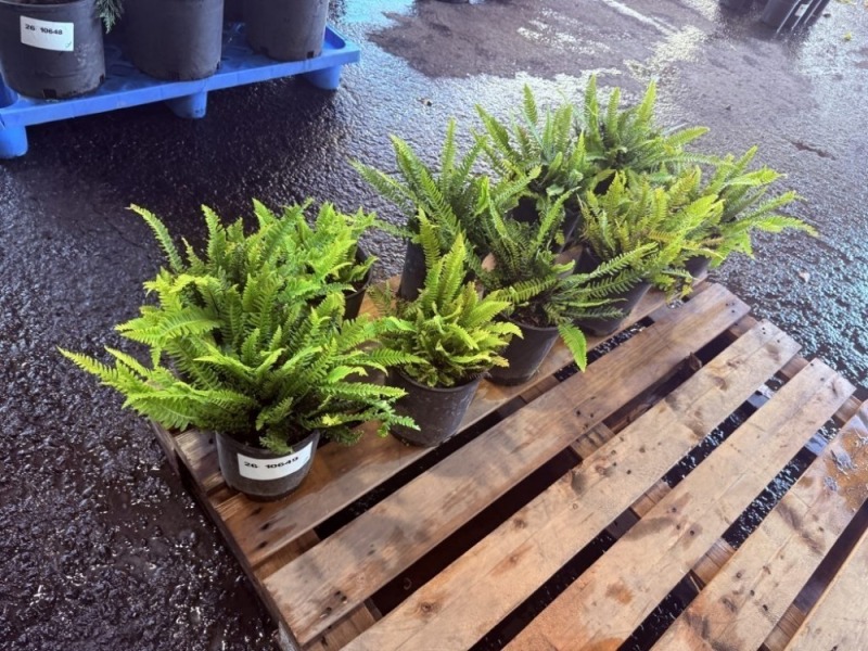 Deer Fern, Qty. 10