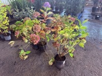 Bigleaf Hydrangea, Qty. 3
