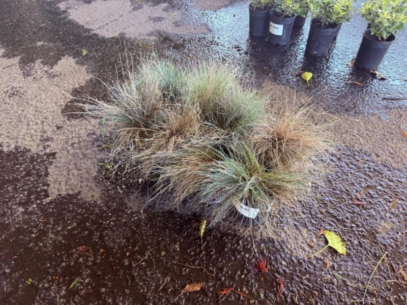 Decorative Grass, Qty. 8