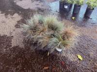 Decorative Grass, Qty. 8