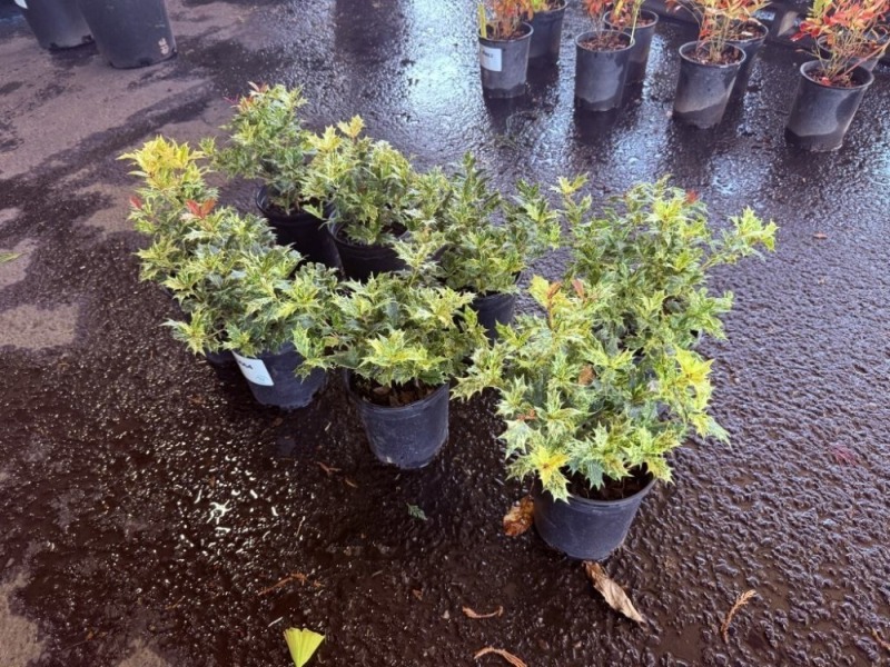 Goshiki Osmanthus, Qty. 8