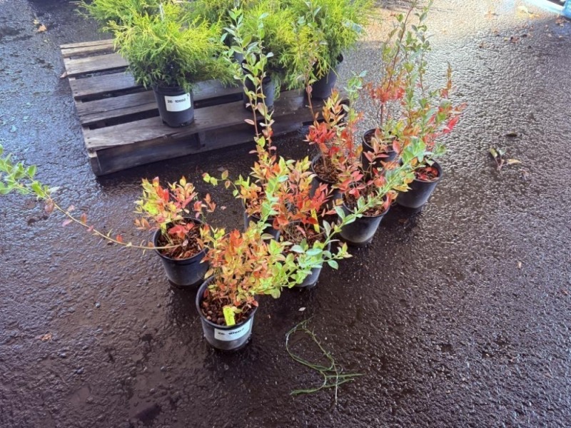 Biloxi Blueberry Bush, Qty. 8