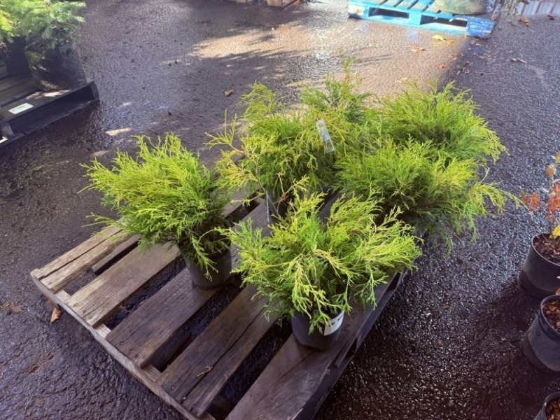 Kings Gold Threadbranch Cypress, Qty. 6