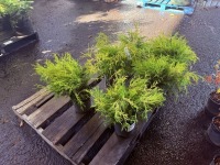 Kings Gold Threadbranch Cypress, Qty. 6