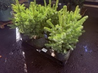 Colorado Spruce, Qty. 6