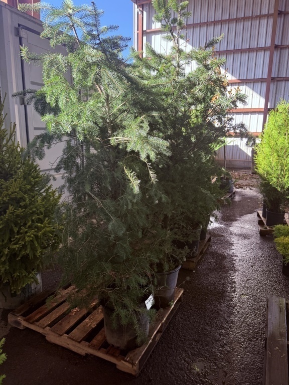 Douglas Fir, Qty. 2