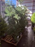 Douglas Fir, Qty. 2