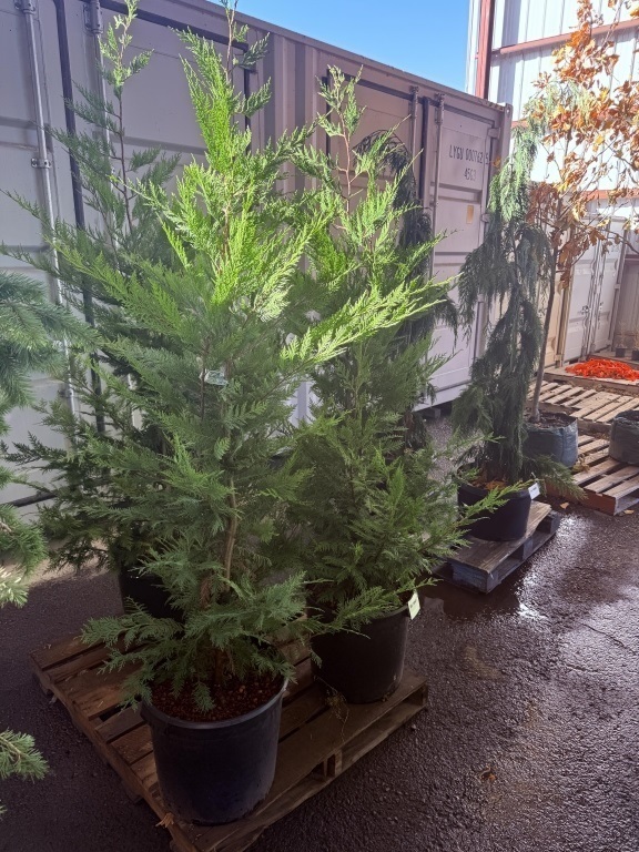 Leyland Cypress, Qty. 3