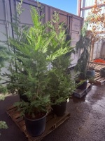 Leyland Cypress, Qty. 3