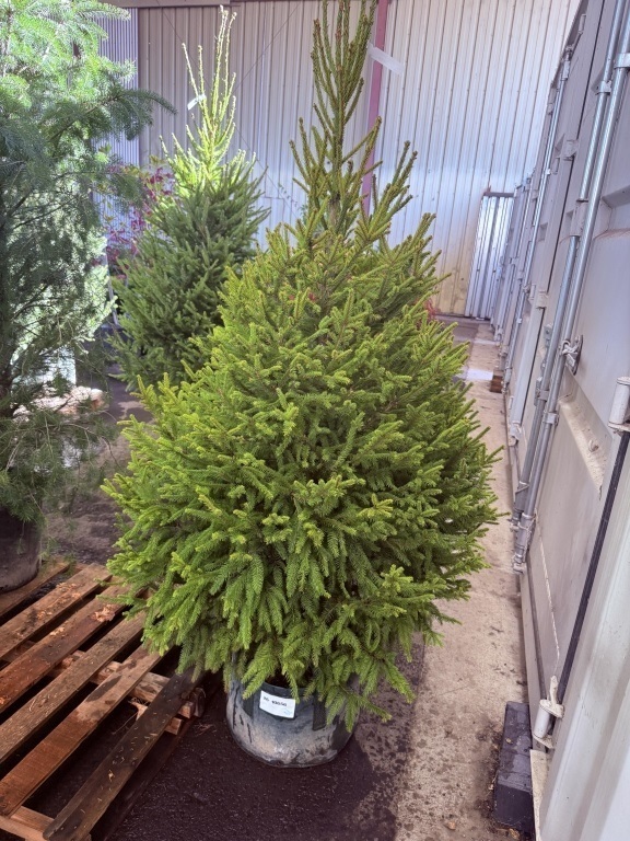 Norway Spruce