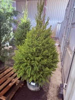 Norway Spruce