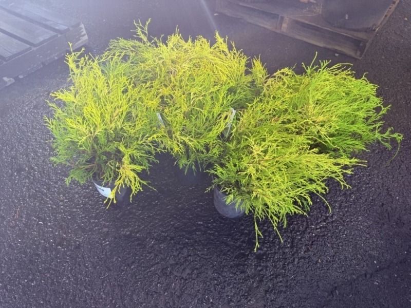 Kings Gold Threadbranch Cypress, Qty. 8