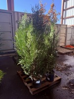 Viresceus Western Red Cedar, Qty. 6