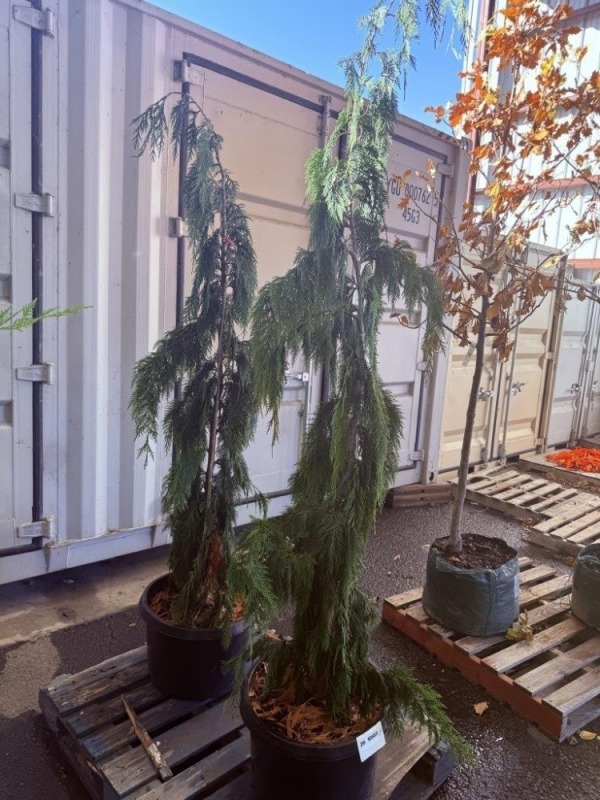 Weeping Alaska Cedar, Qty. 2