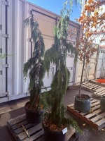 Weeping Alaska Cedar, Qty. 2